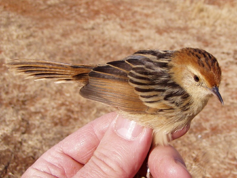 Levaillant's Cisticola - ML623913248