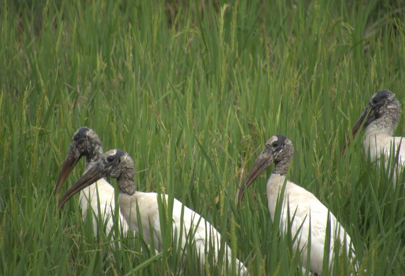 Wood Stork - ML623913254