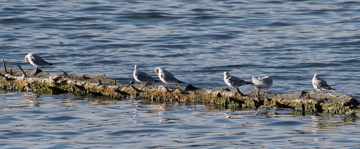 Mouette de Bonaparte - ML623913255