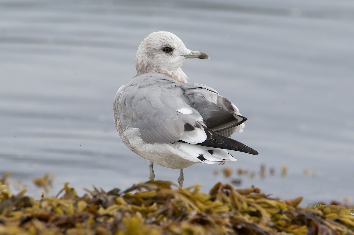 Short-billed Gull - ML623913256