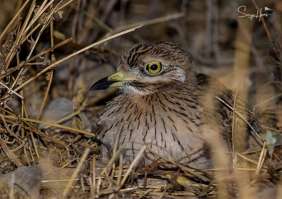 Eurasian Thick-knee - ML623913257