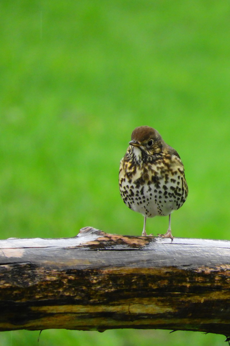 Song Thrush - ML623913258