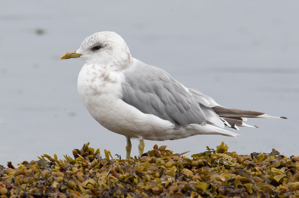 Short-billed Gull - ML623913259