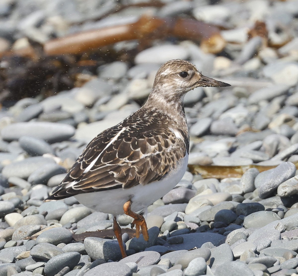 Ruddy Turnstone - ML623913261