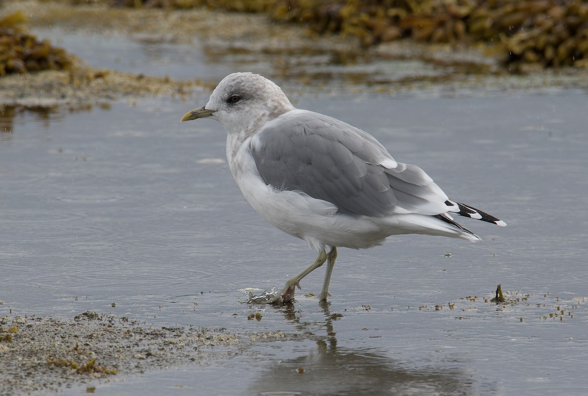 Short-billed Gull - ML623913263