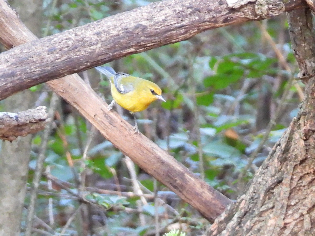 Blue-winged Warbler - ML623913264