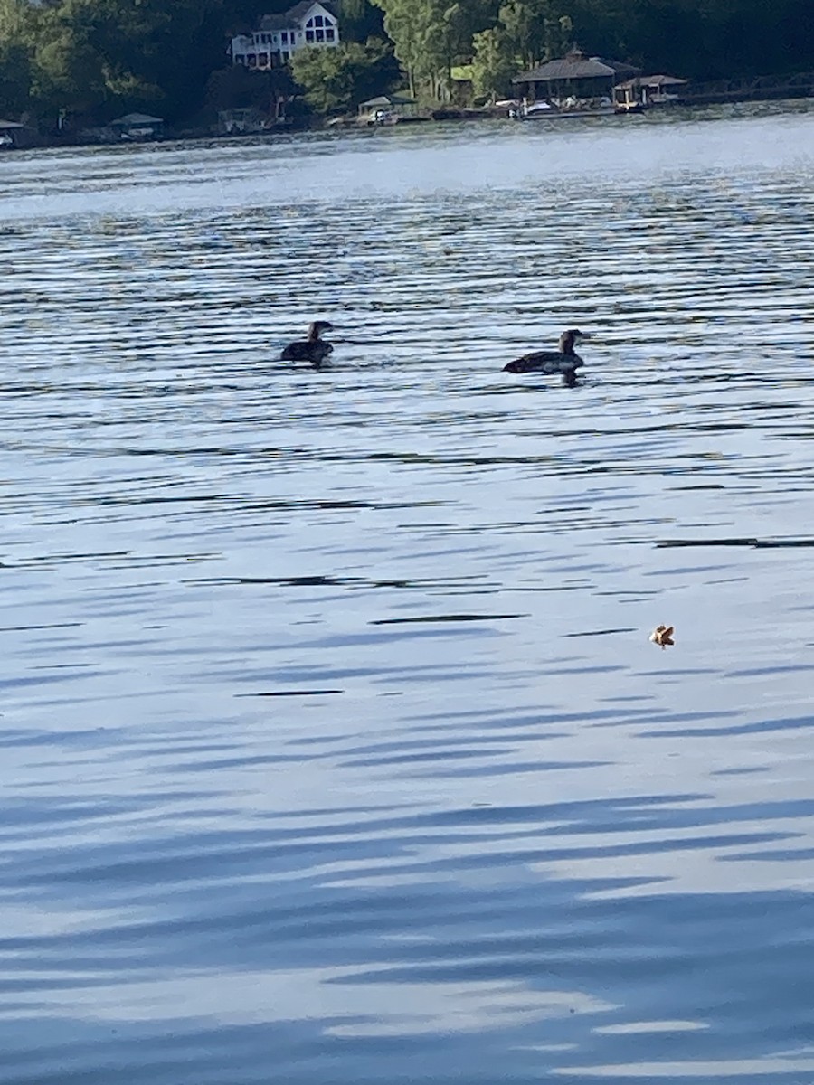 Common Loon - ML623913267