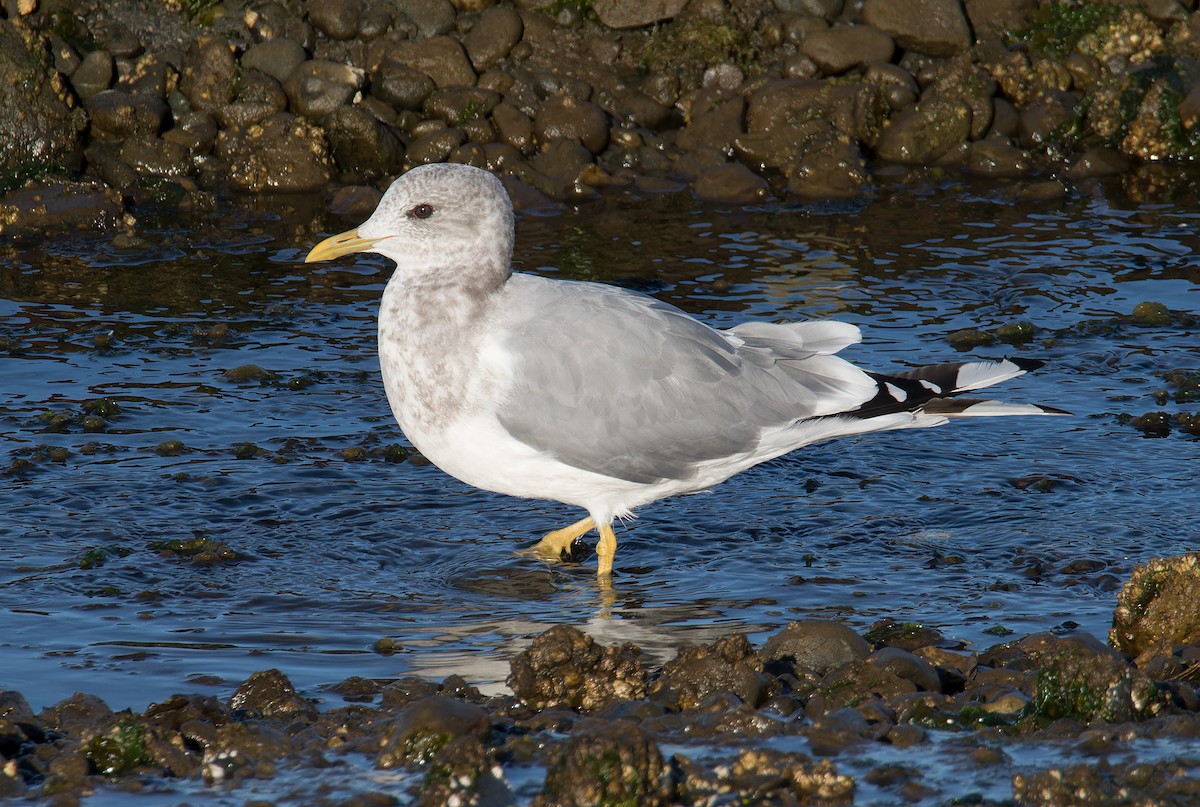 Short-billed Gull - ML623913268