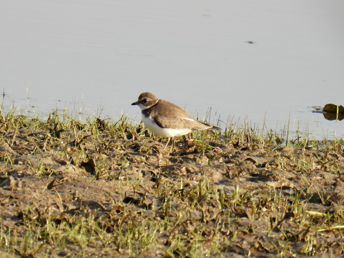 Semipalmated Plover - ML623913269