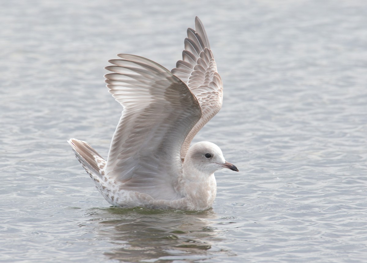 Short-billed Gull - ML623913270