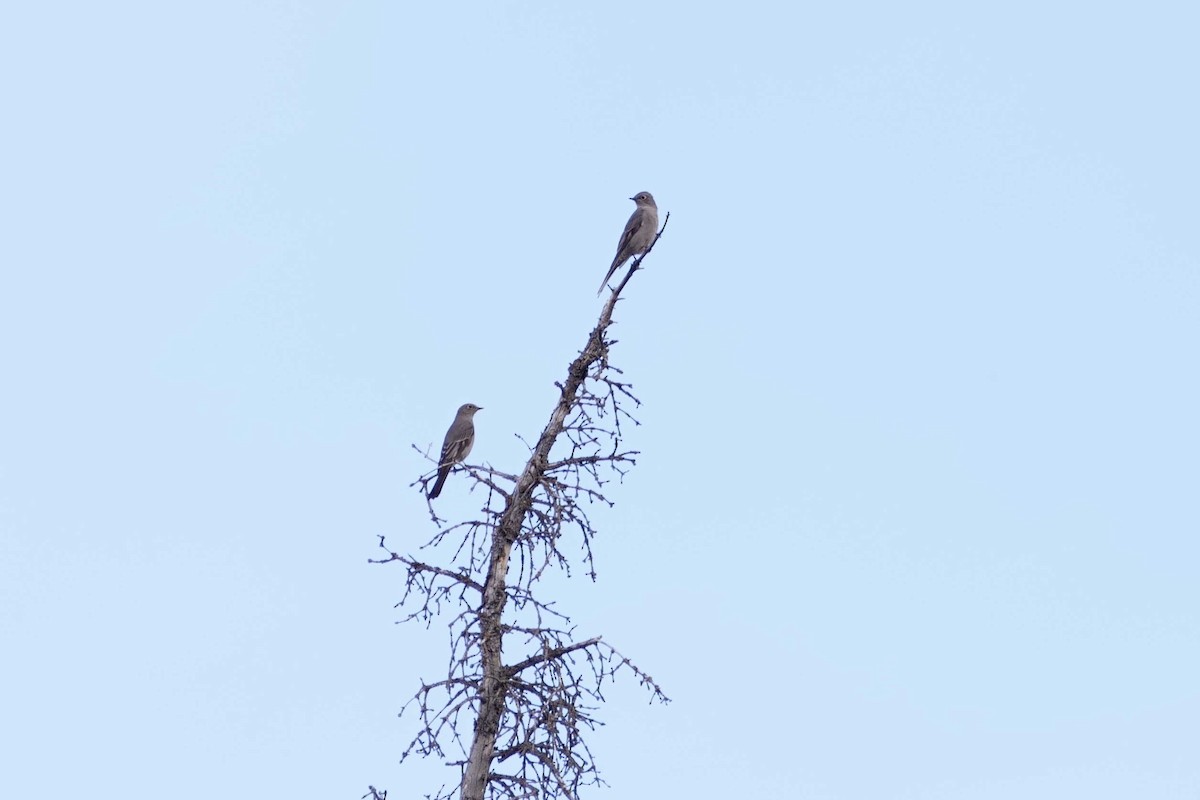 Townsend's Solitaire - ML623913271