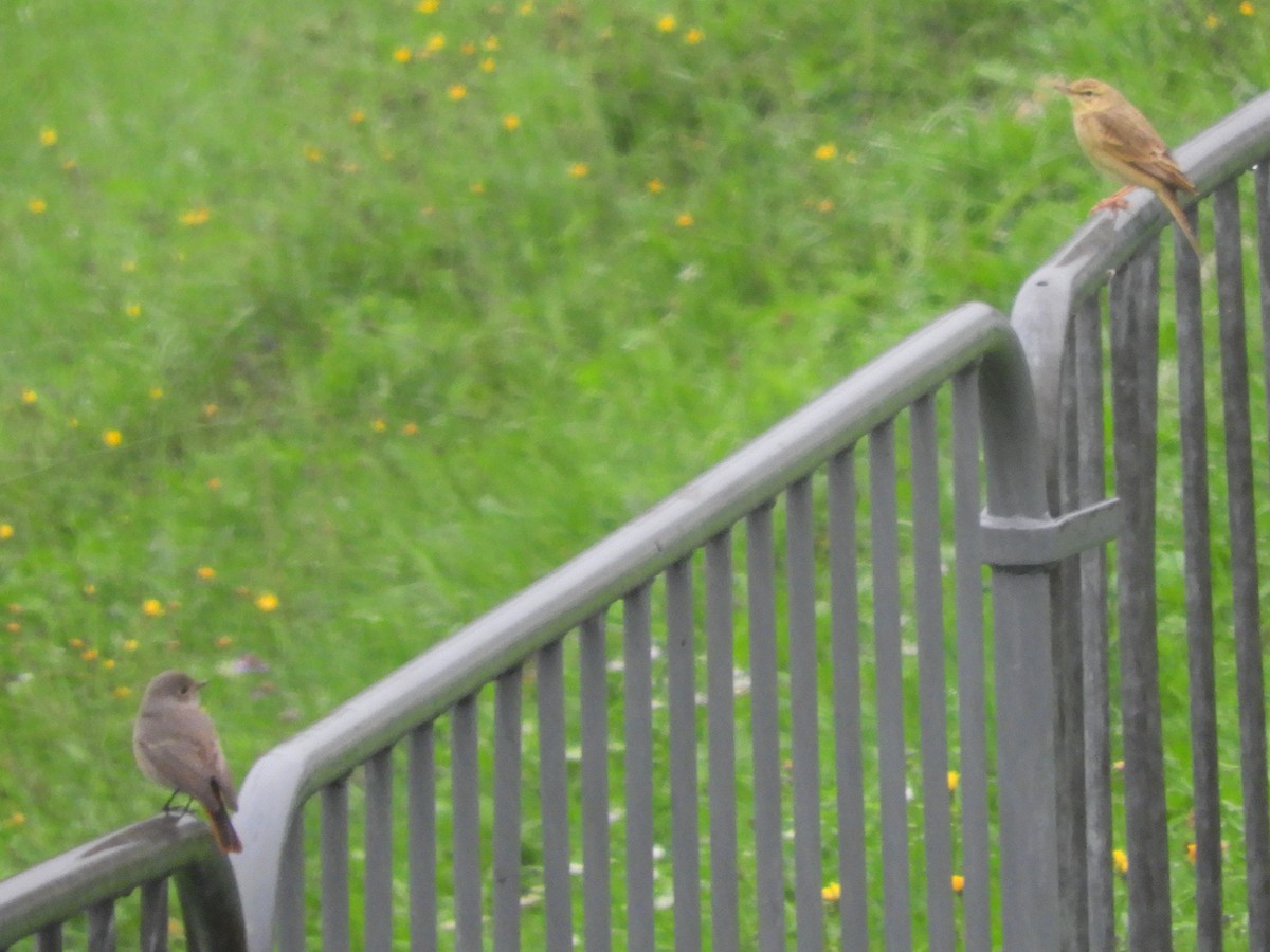 Tawny Pipit - ML623913272