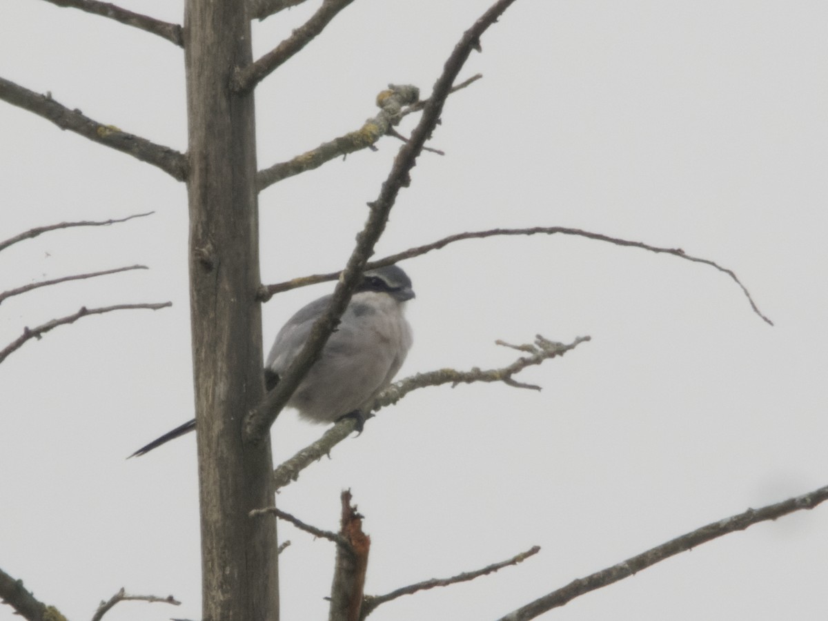 Iberian Gray Shrike - ML623913273