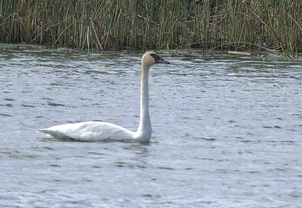 Trumpeter Swan - ML623913274