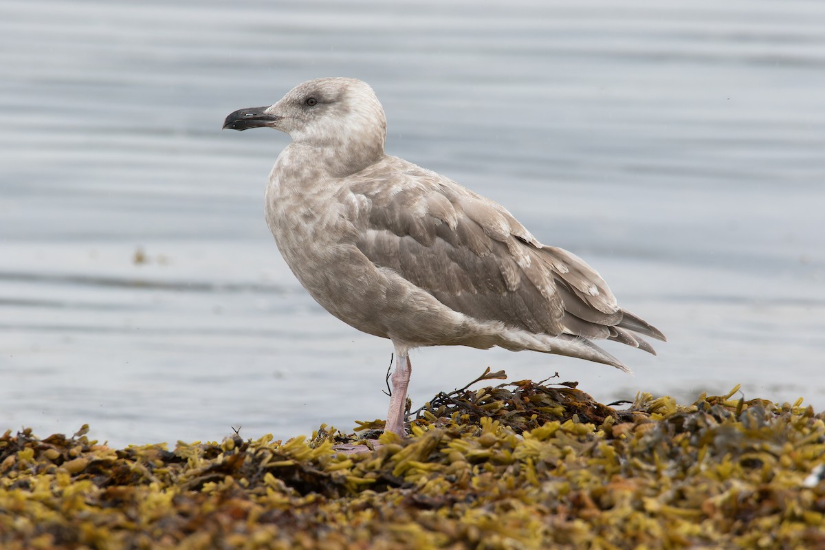 Glaucous-winged Gull - ML623913275