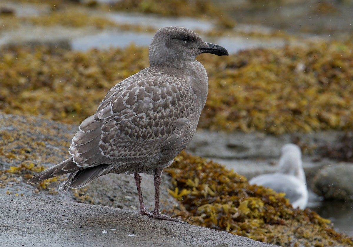 Goéland à ailes grises - ML623913277