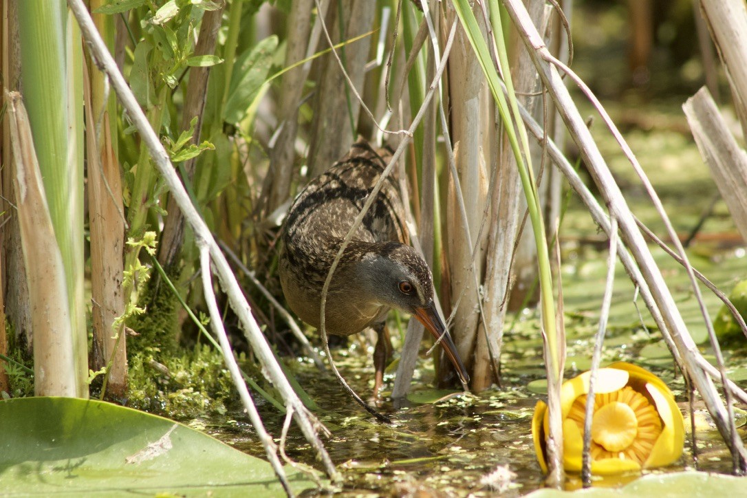 Virginia Rail - ML623913279