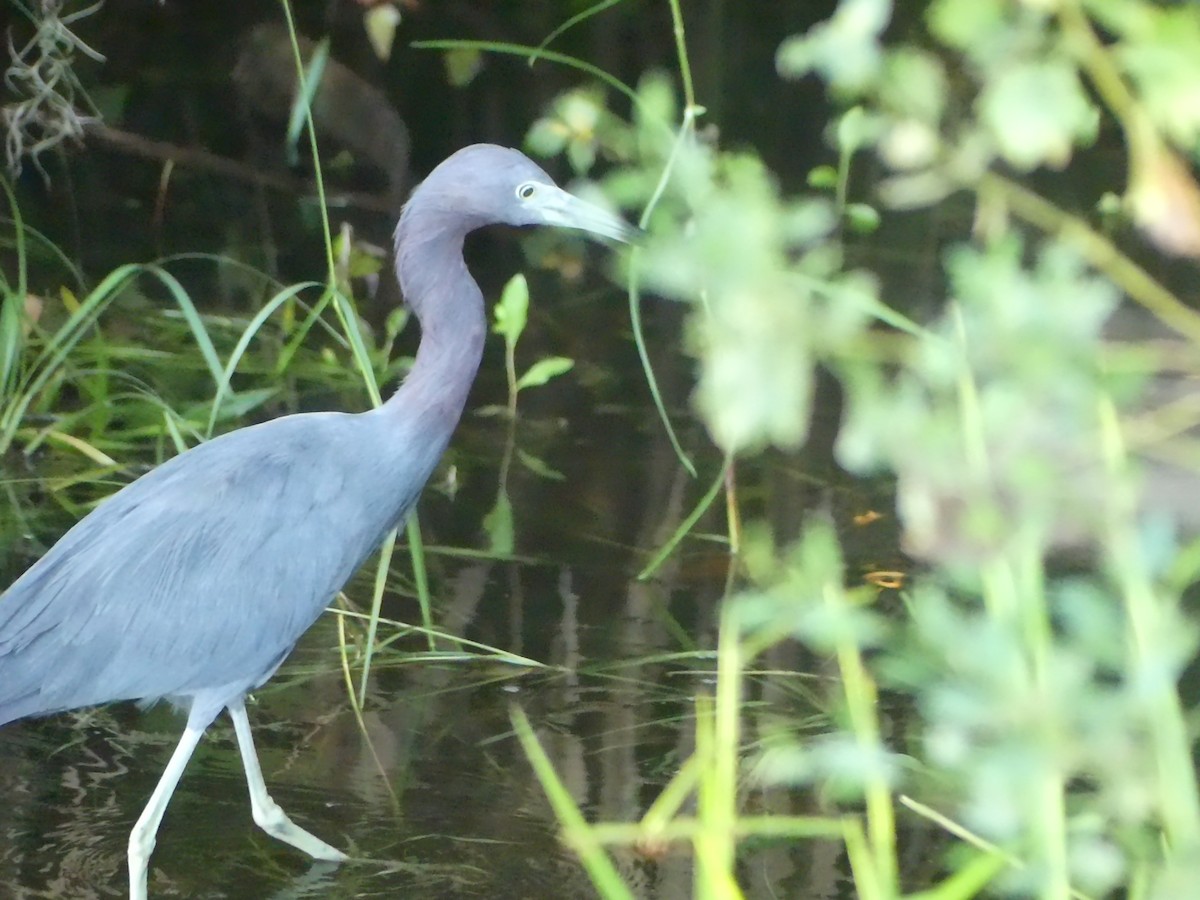 Little Blue Heron - ML623913287