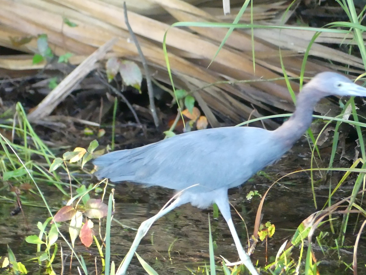 Little Blue Heron - ML623913290