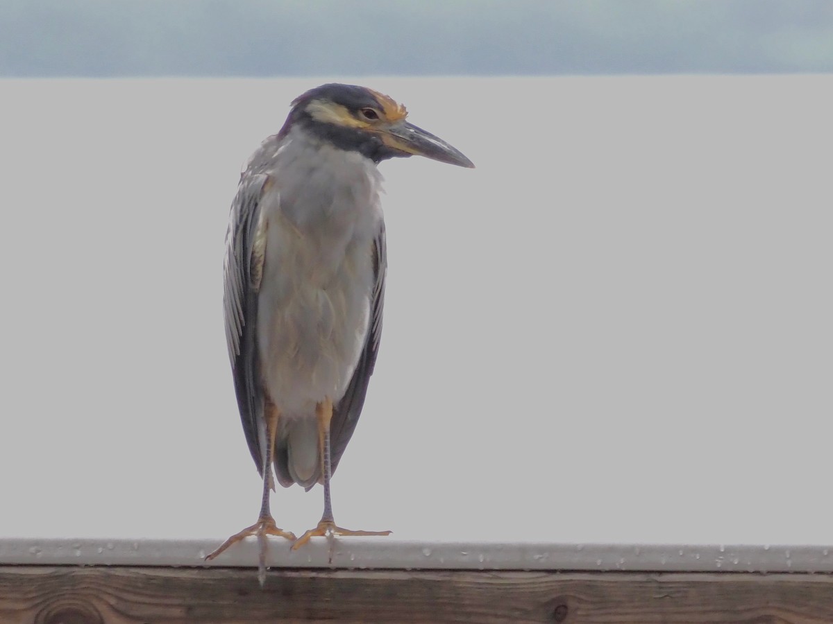 Yellow-crowned Night Heron - ML623913291