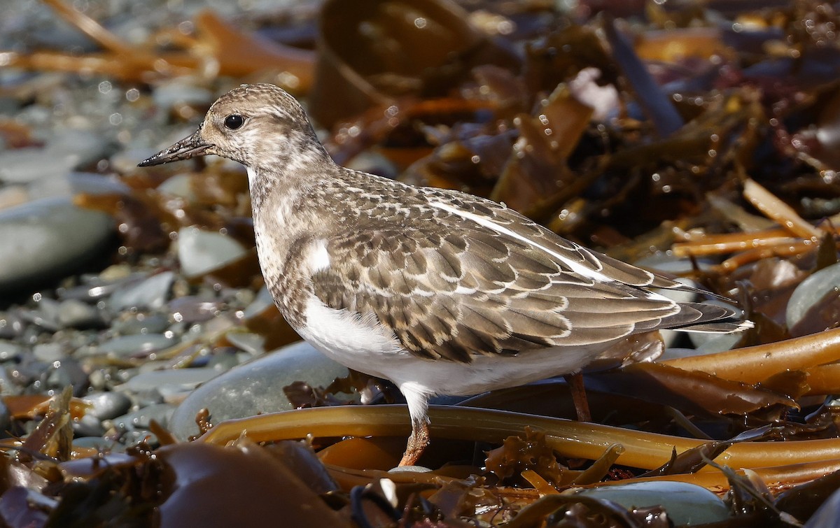 Ruddy Turnstone - ML623913292