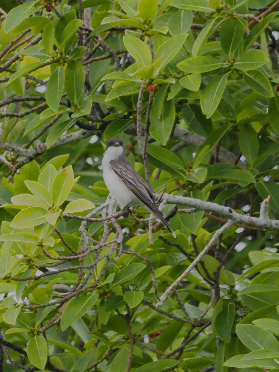 Eastern Kingbird - ML623913295