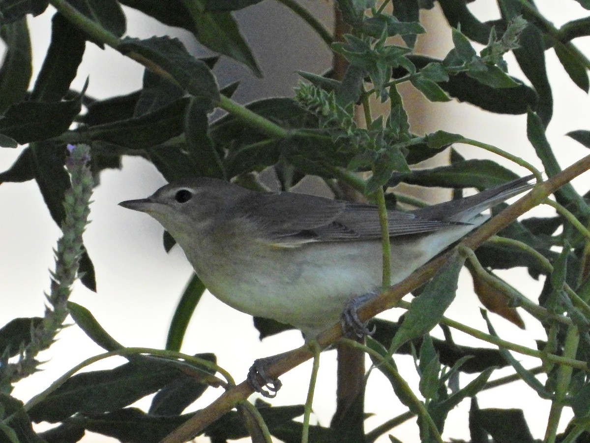 Garden Warbler - Igal Siman Tov‬‏