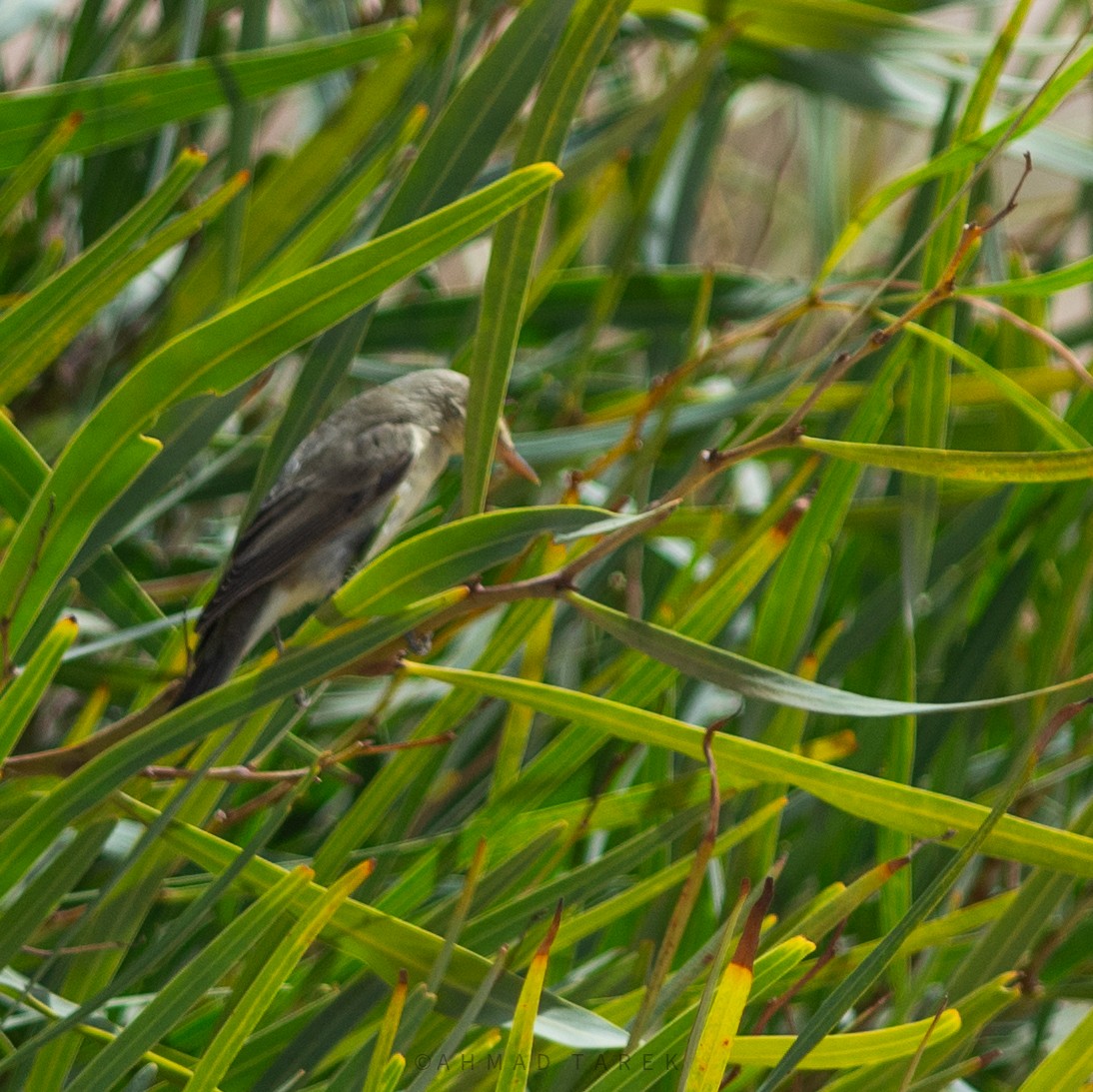 Icterine Warbler - ML623913298