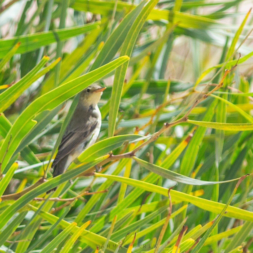 Icterine Warbler - ML623913299