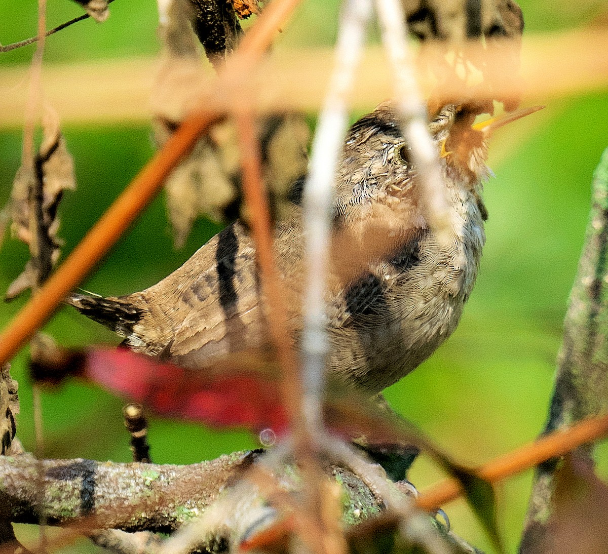 Winter Wren - ML623913300