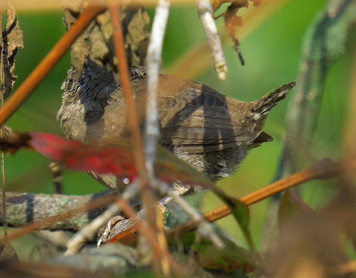 Winter Wren - ML623913301