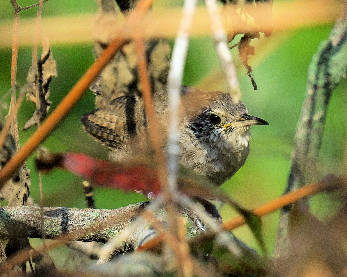 Winter Wren - ML623913302