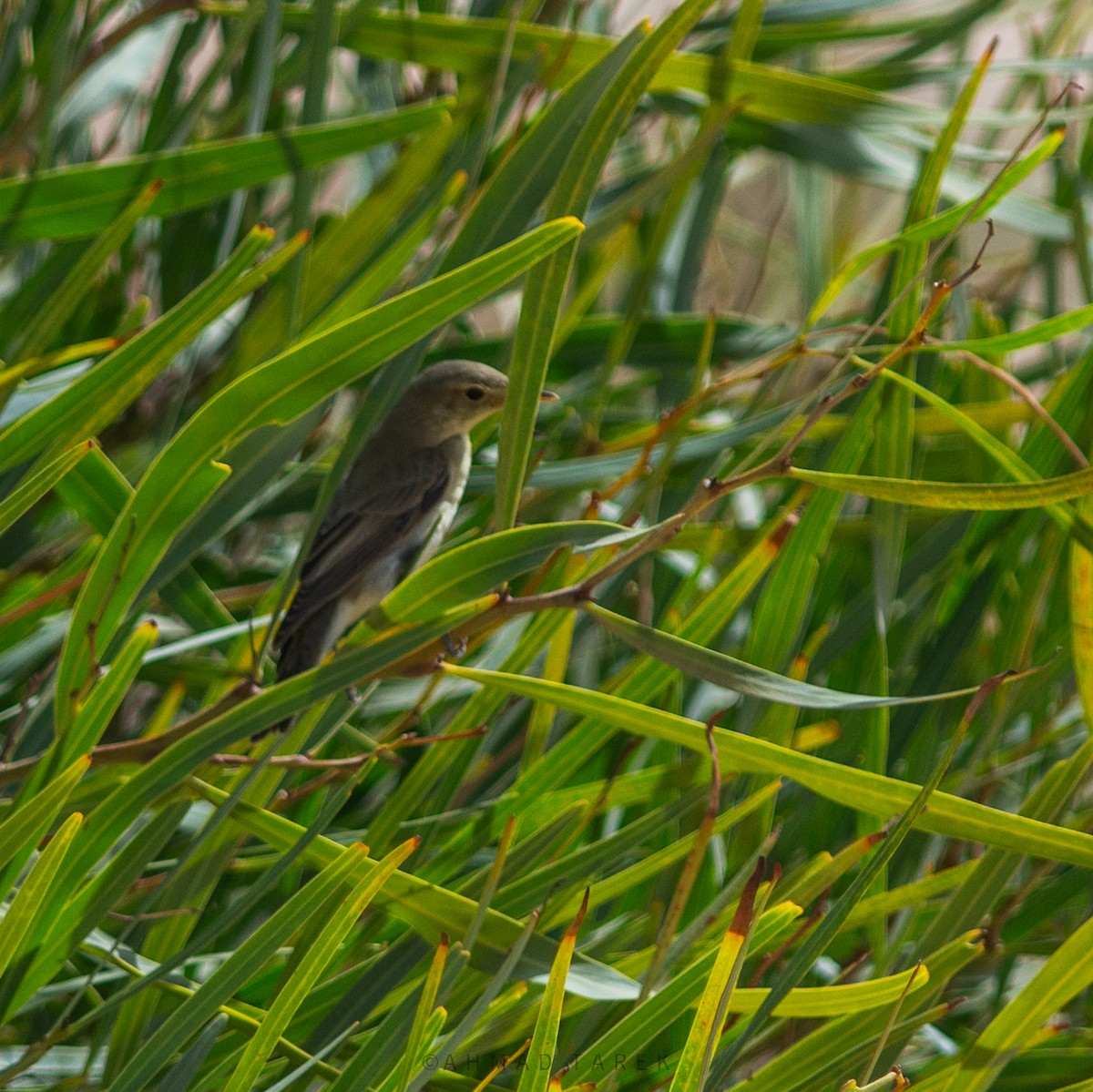 Icterine Warbler - ML623913303