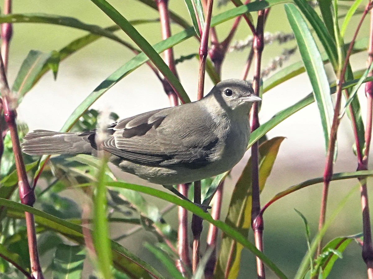 Garden Warbler - ML623913304