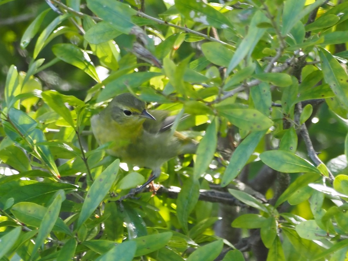 Tennessee Warbler - John LeClaire