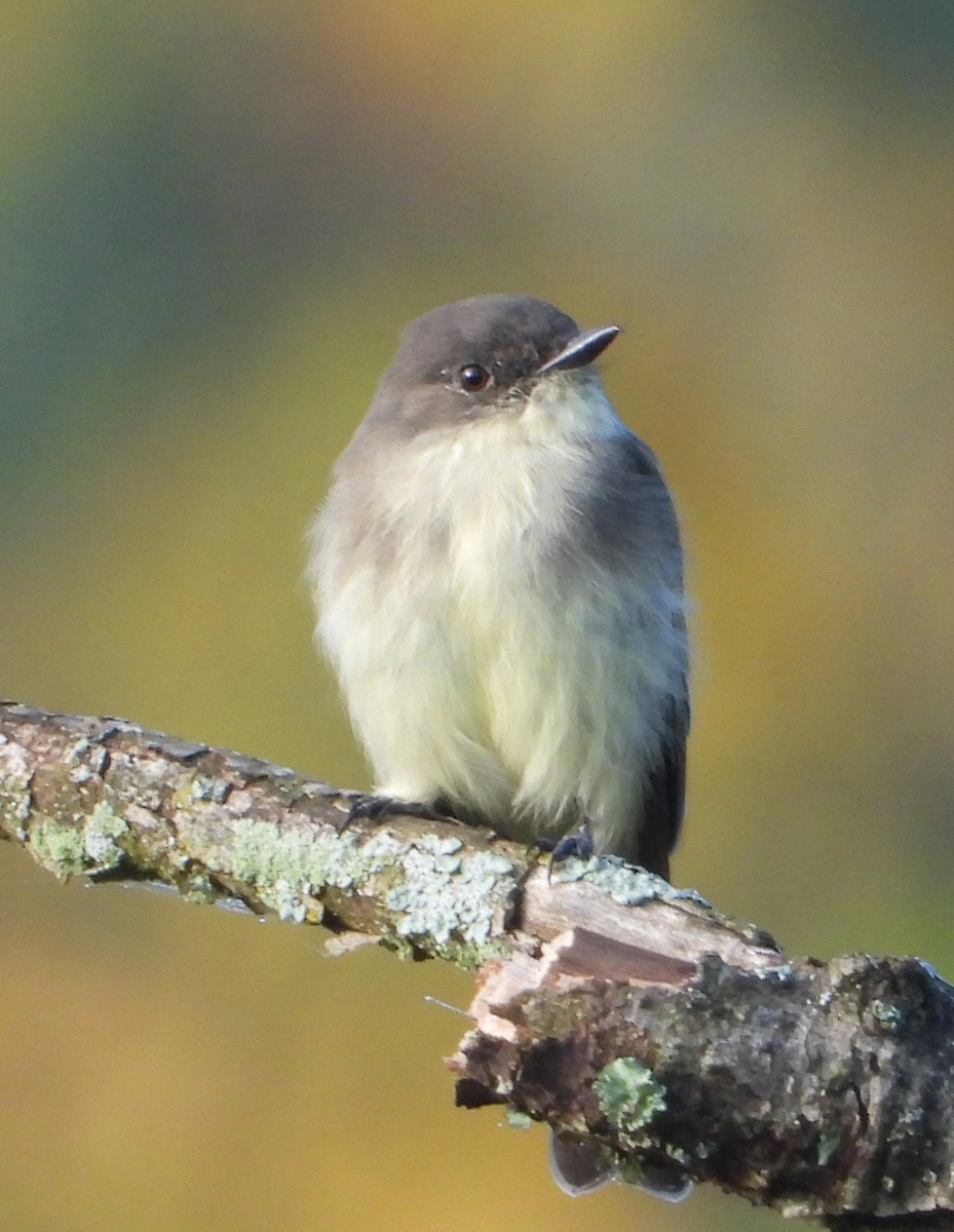 Eastern Phoebe - ML623913313