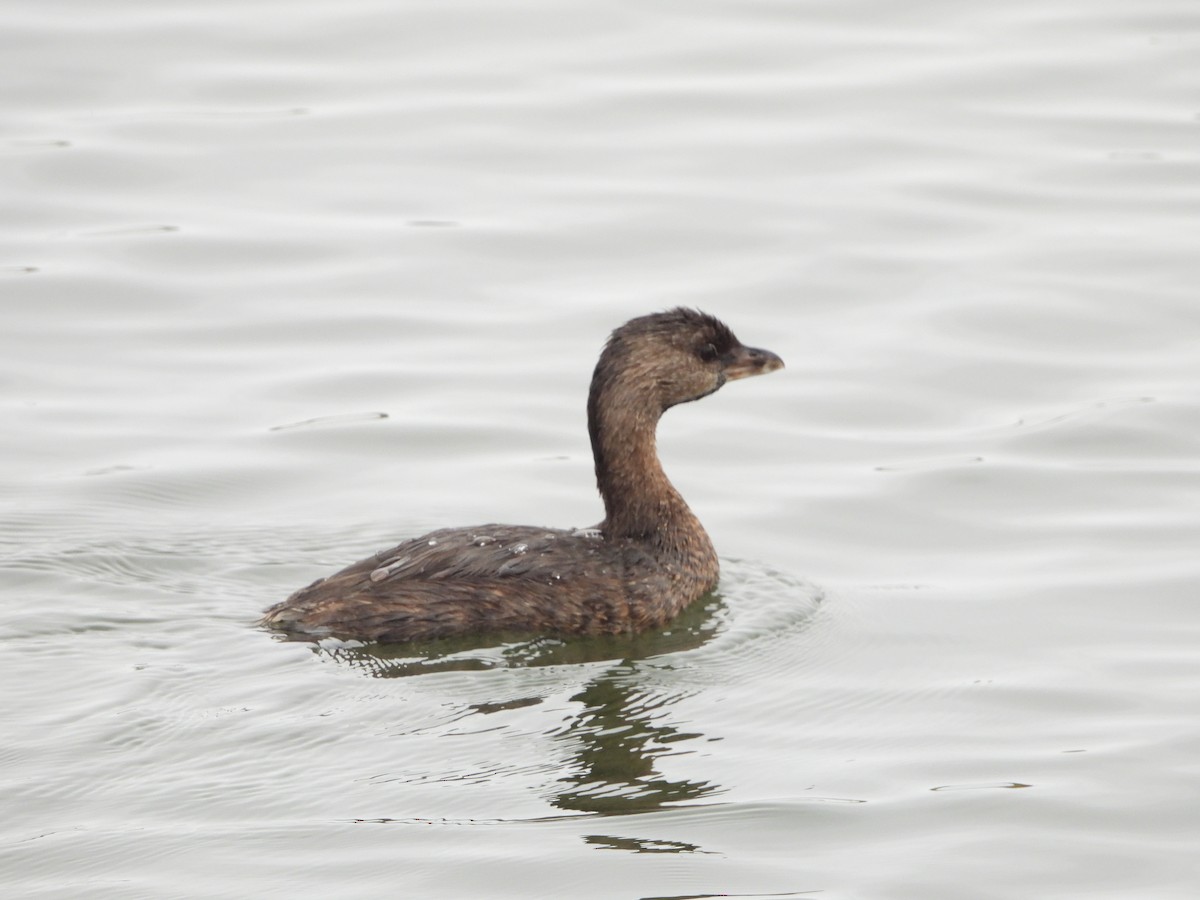 Pied-billed Grebe - ML623913314