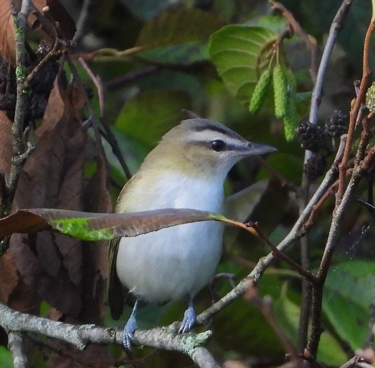 アカメモズモドキ - ML623913317