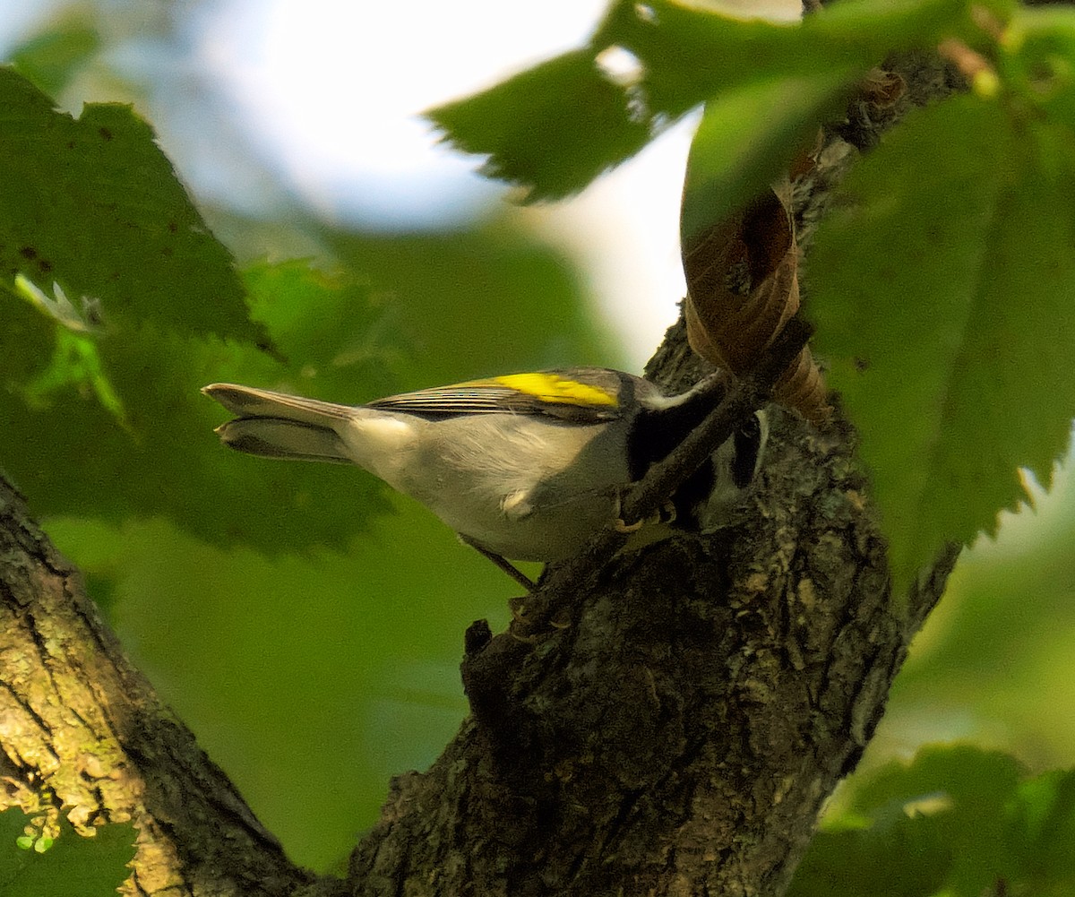 Golden-winged Warbler - ML623913319