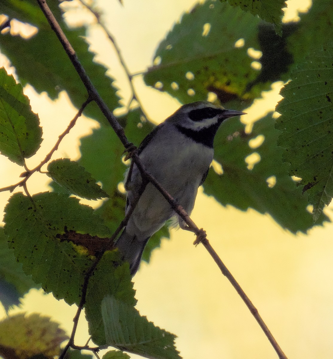 Golden-winged Warbler - ML623913320