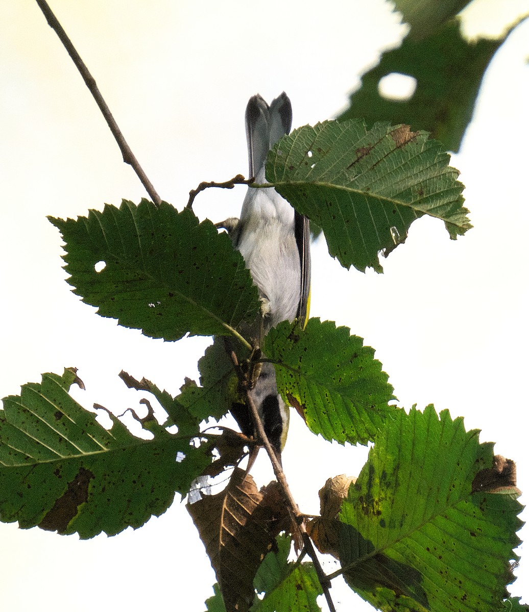 Golden-winged Warbler - ML623913321