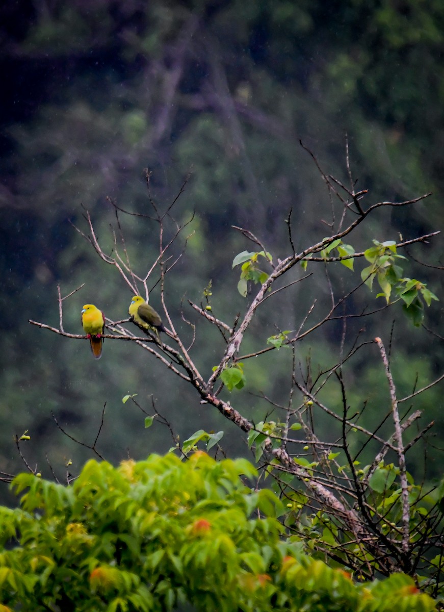 Wedge-tailed Green-Pigeon - ML623913323