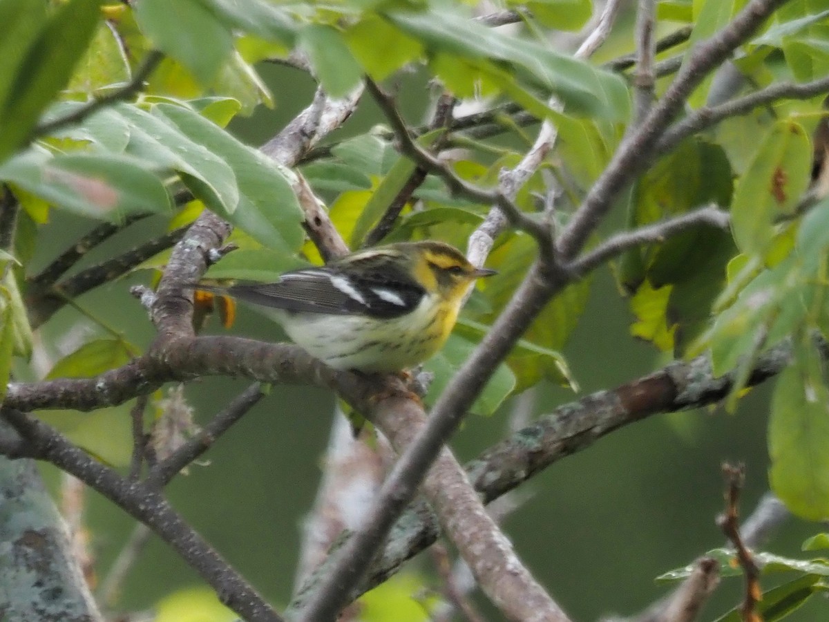 Blackburnian Warbler - ML623913324