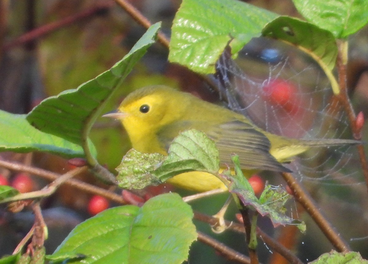 Wilson's Warbler - ML623913325