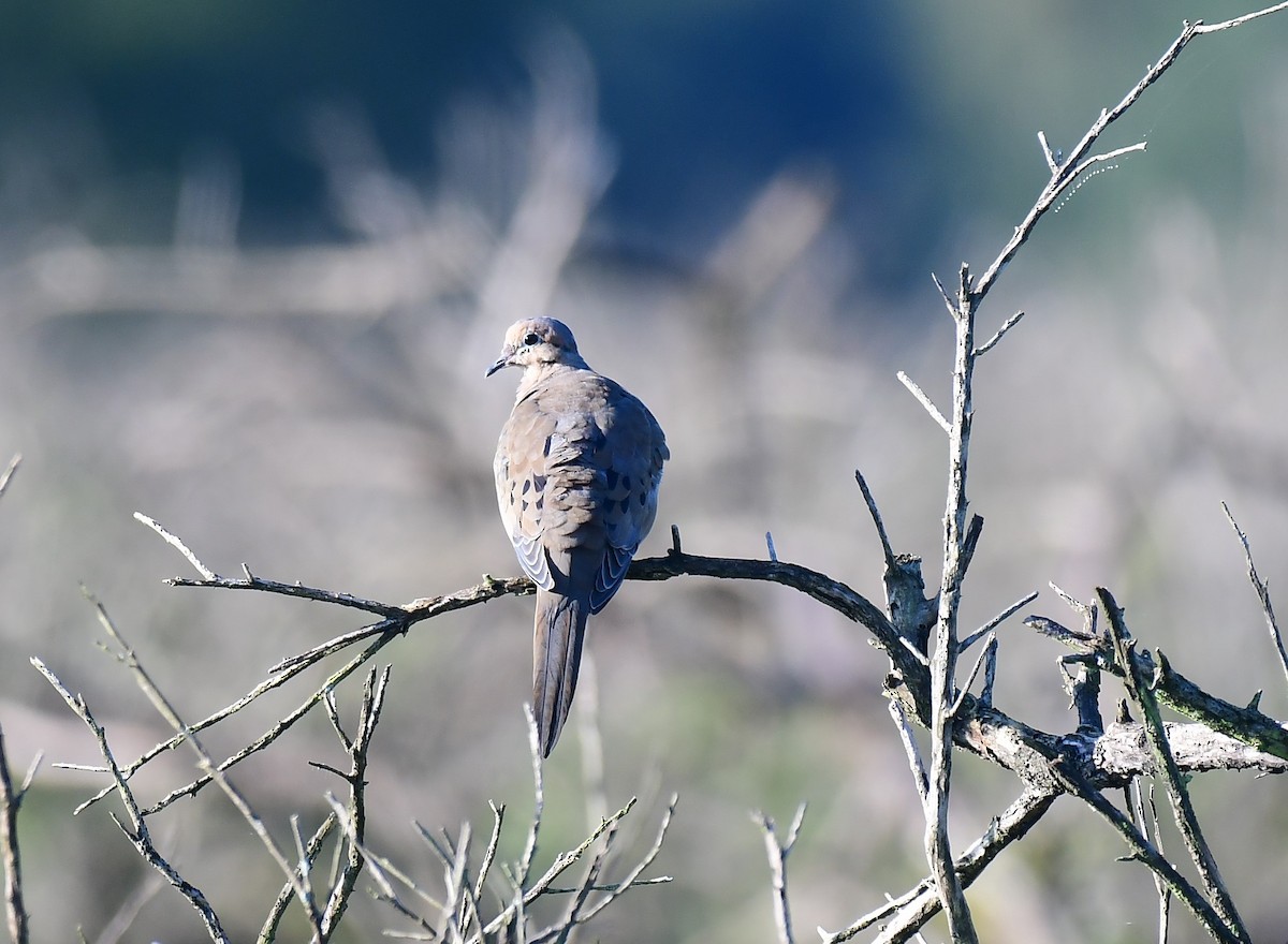 Mourning Dove - ML623913342