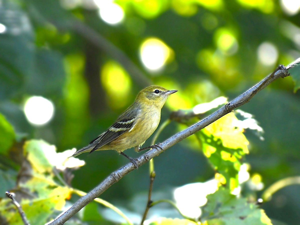 Bay-breasted Warbler - ML623913348