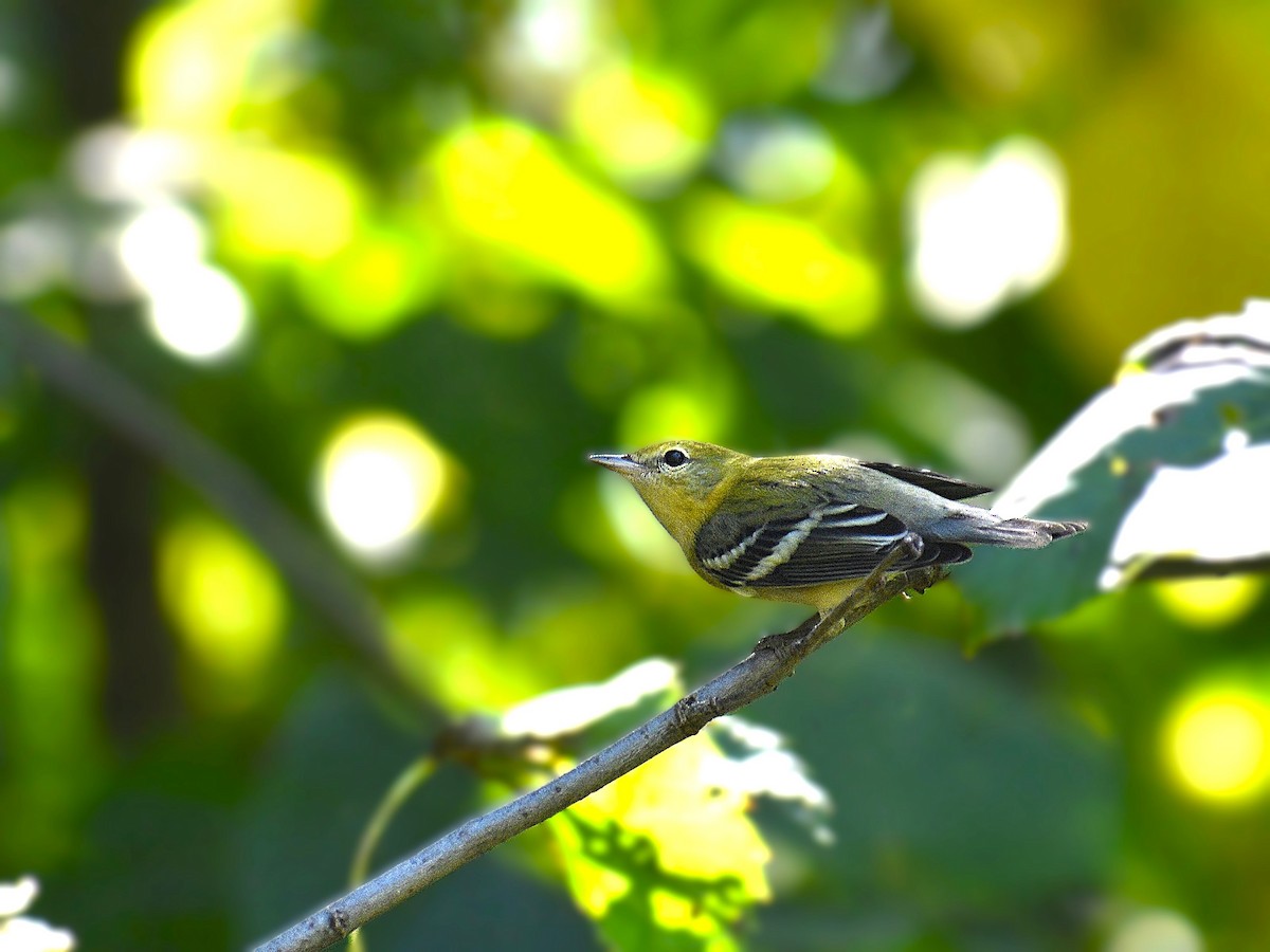 Bay-breasted Warbler - ML623913354