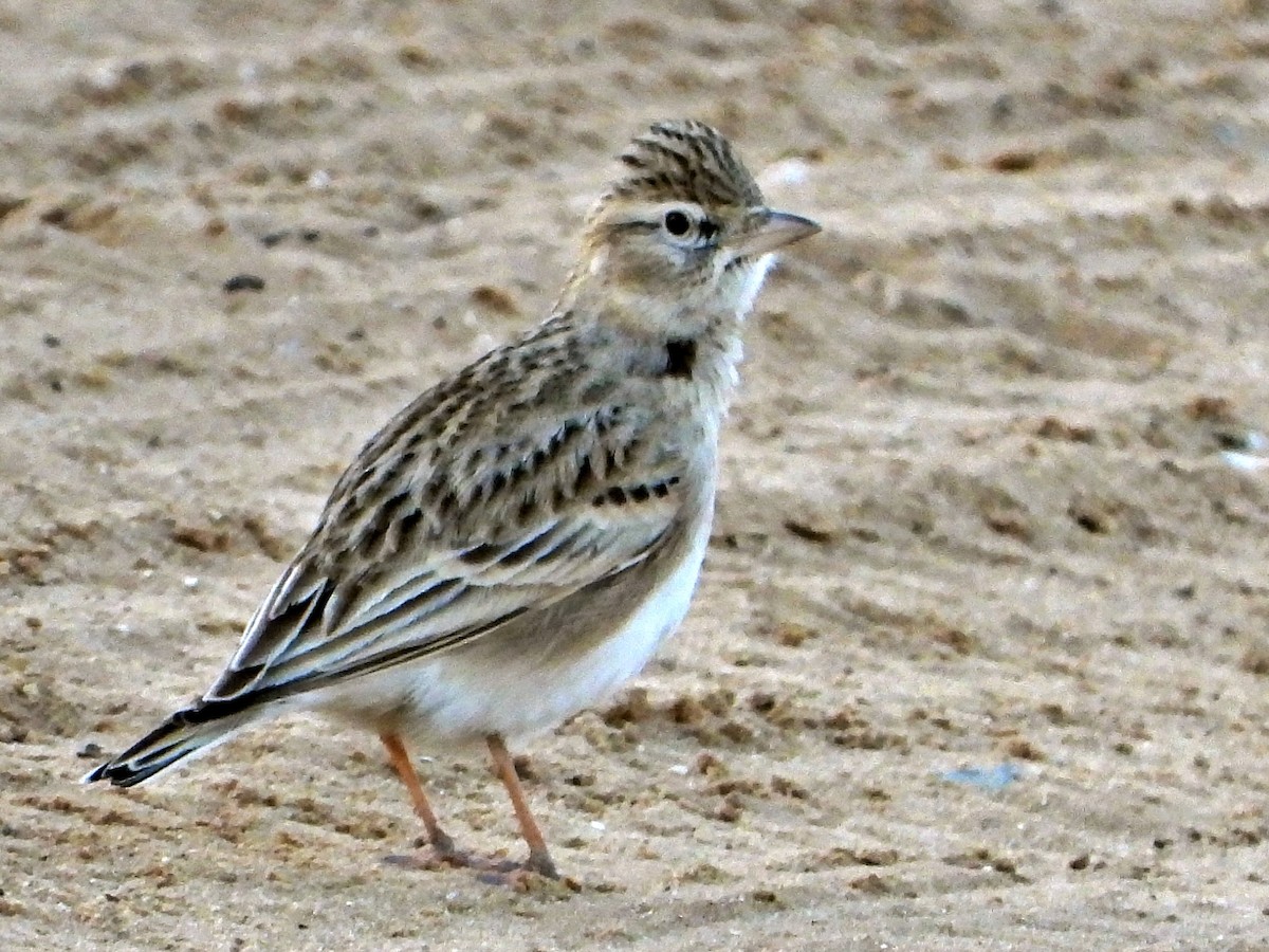 Greater Short-toed Lark - Igal Siman Tov‬‏