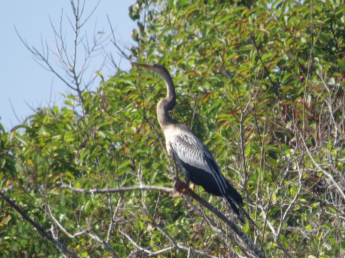 Amerika-Schlangenhalsvogel - ML623913359