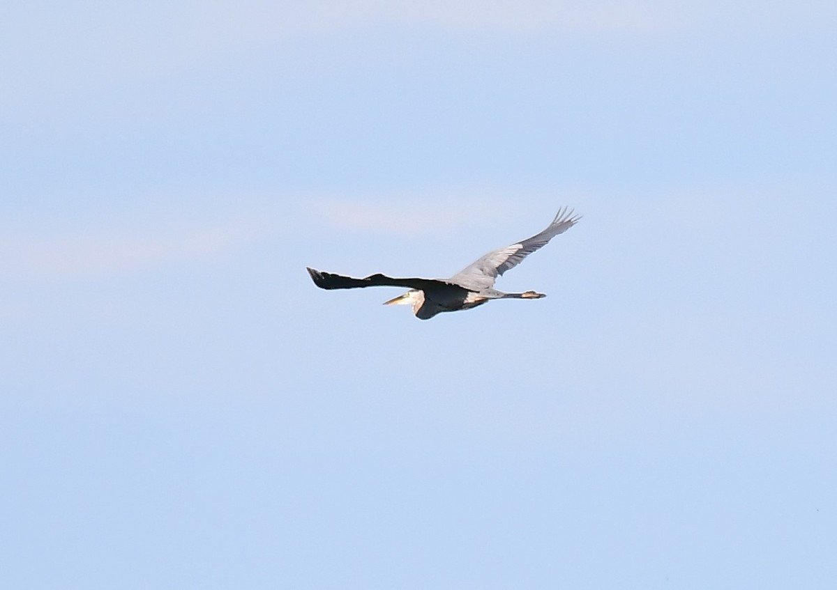 Great Blue Heron - ML623913360